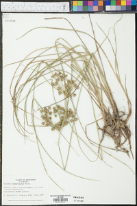 Cyperus pseudovegetus image