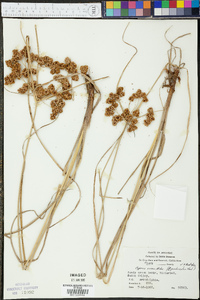 Cyperus virens image