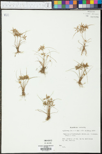 Cyperus polystachyos image