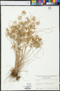 Cyperus polystachyos var. texensis image