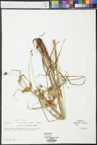 Cyperus polystachyos image