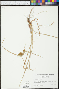 Cyperus polystachyos image