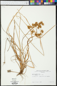 Cyperus polystachyos var. texensis image