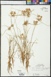 Cyperus polystachyos image