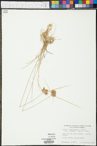 Cyperus polystachyos image