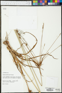 Cyperus plukenetii image