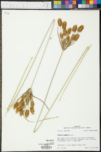Cyperus plukenetii image