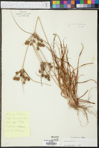 Cyperus retrorsus image