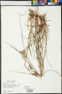 Cyperus retrorsus image