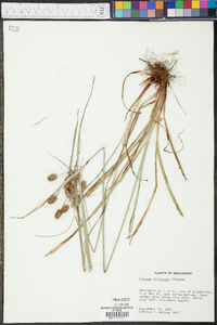 Cyperus retrorsus image