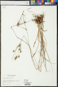 Cyperus retrorsus image