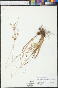 Cyperus retrorsus image