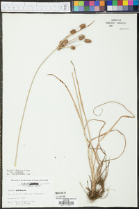 Cyperus retrorsus var. retrorsus image