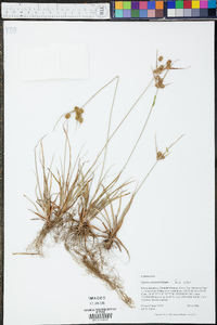 Cyperus retrorsus image