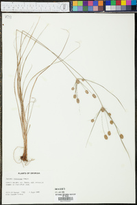 Cyperus retrorsus image