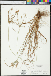 Cyperus retrorsus image