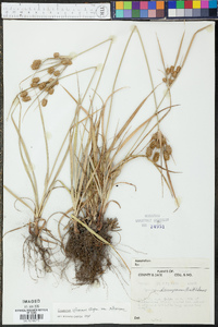 Cyperus retrorsus image