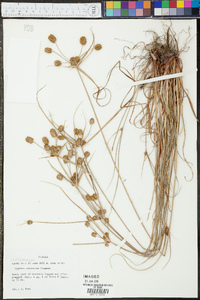 Cyperus retrorsus image