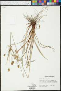 Cyperus retrorsus image