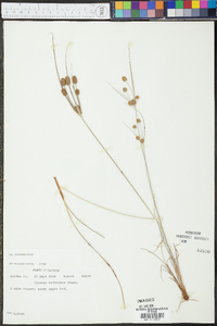 Cyperus retrorsus image