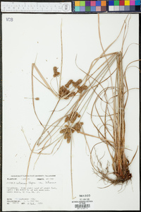 Cyperus retrorsus var. retrorsus image