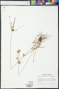 Cyperus retrorsus var. retrorsus image