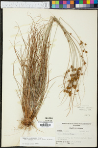 Cyperus retrorsus image