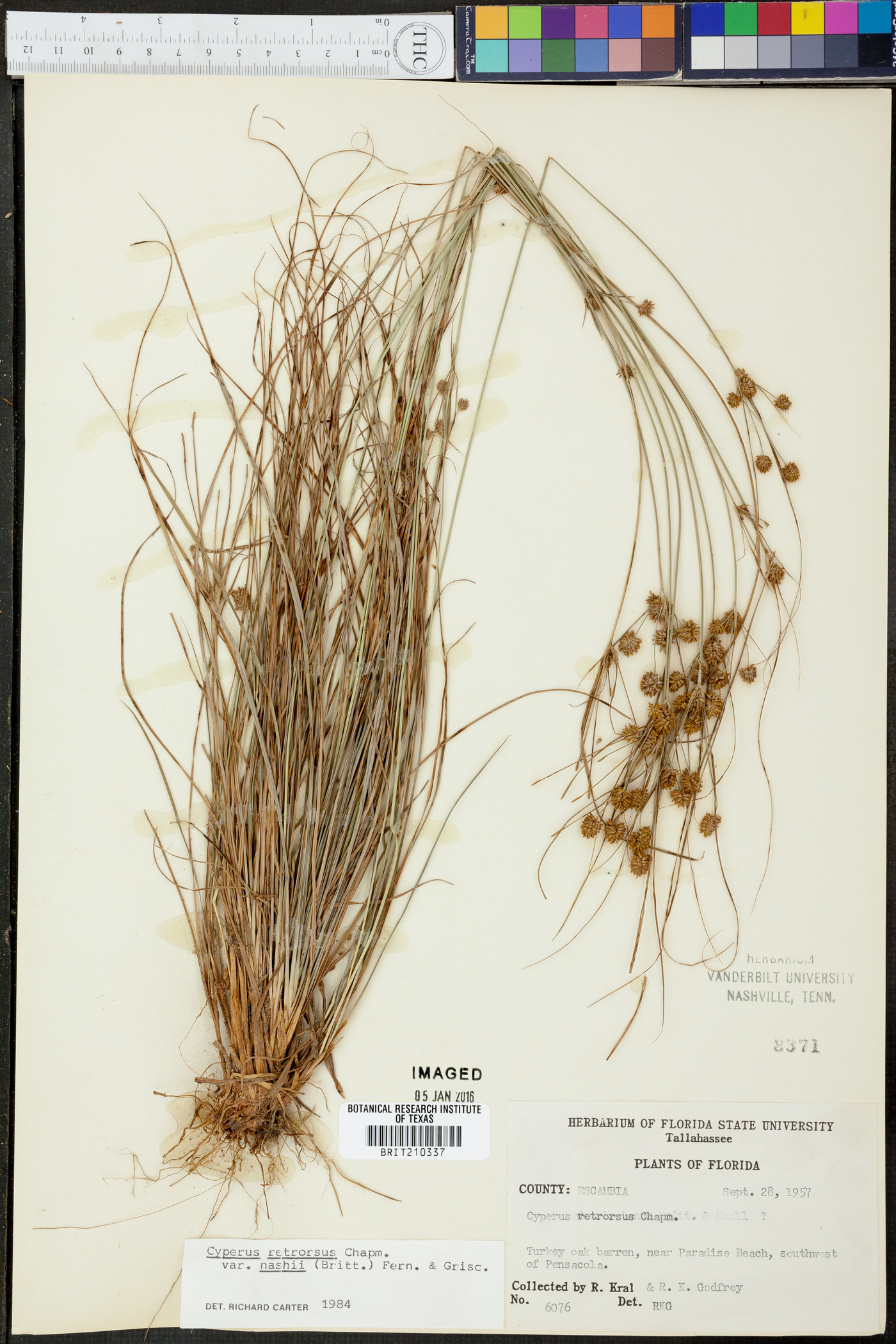 Cyperus retrorsus var. nashii image