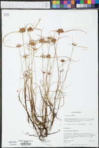 Cyperus sanguinolentus image