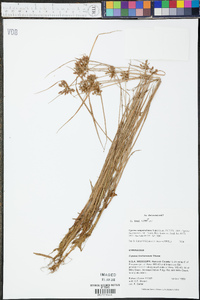 Cyperus sanguinolentus image