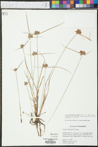 Cyperus sanguinolentus image