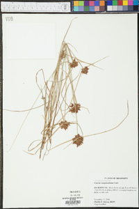 Cyperus sanguinolentus image