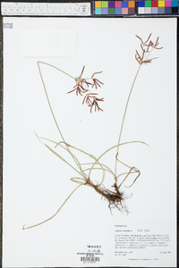 Cyperus rotundus image