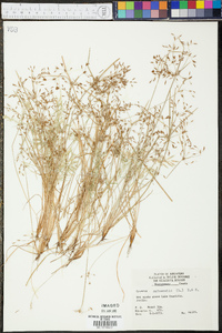 Image of Cyperus autumnalis