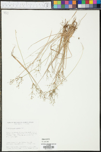 Fimbristylis miliacea image