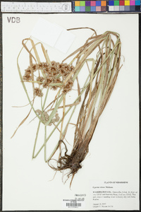 Cyperus virens image