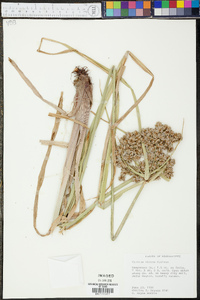 Cyperus virens image