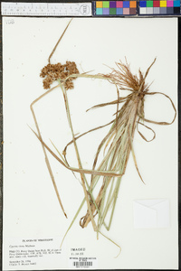 Cyperus virens image