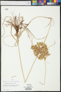 Cyperus surinamensis image