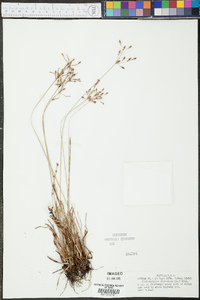 Fimbristylis dichotoma image