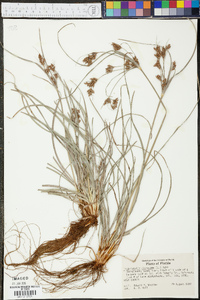 Fimbristylis dichotoma image