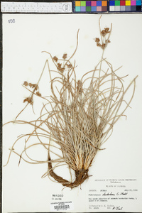 Fimbristylis dichotoma image