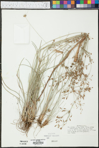 Fimbristylis dichotoma image