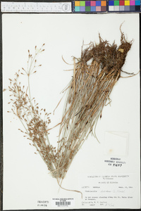 Fimbristylis dichotoma image