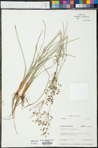 Fimbristylis dichotoma image