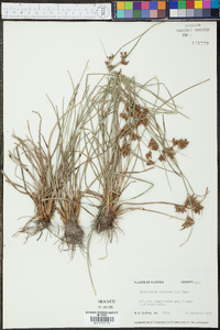 Fimbristylis dichotoma image