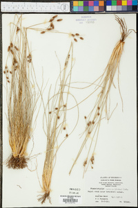 Fimbristylis castanea image