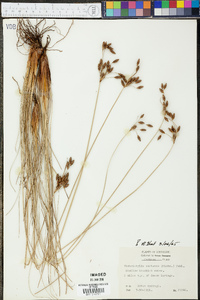 Fimbristylis castanea image