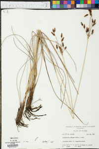 Fimbristylis castanea image