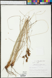 Fimbristylis castanea image